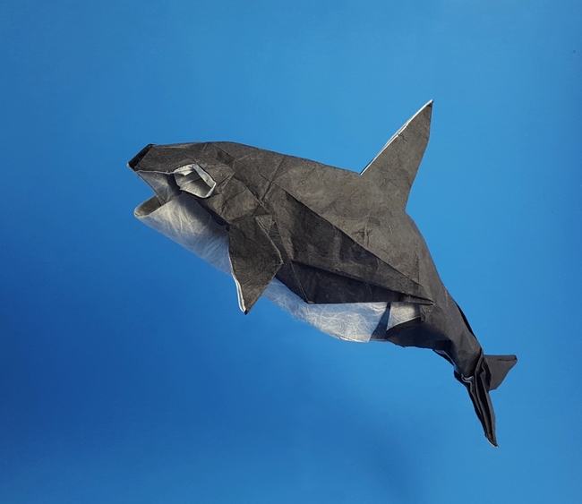 Origami Orca by Satoshi Kamiya. Folded from a square of double-sided Unryu paper by Gilad Aharoni on giladorigami.com