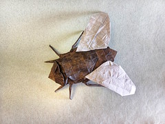 Origami Blow fly by Tsuda Yoshio on giladorigami.com