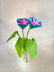 Origami Morning glory by Yara Yagi on giladorigami.com